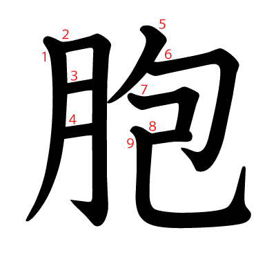 胞の教科書体(筆順付き)