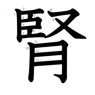 腎の教科書体(筆順付き)