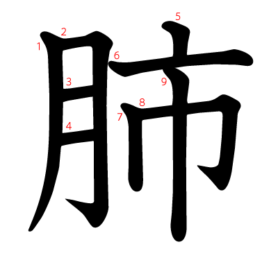 肺の教科書体(筆順付き)